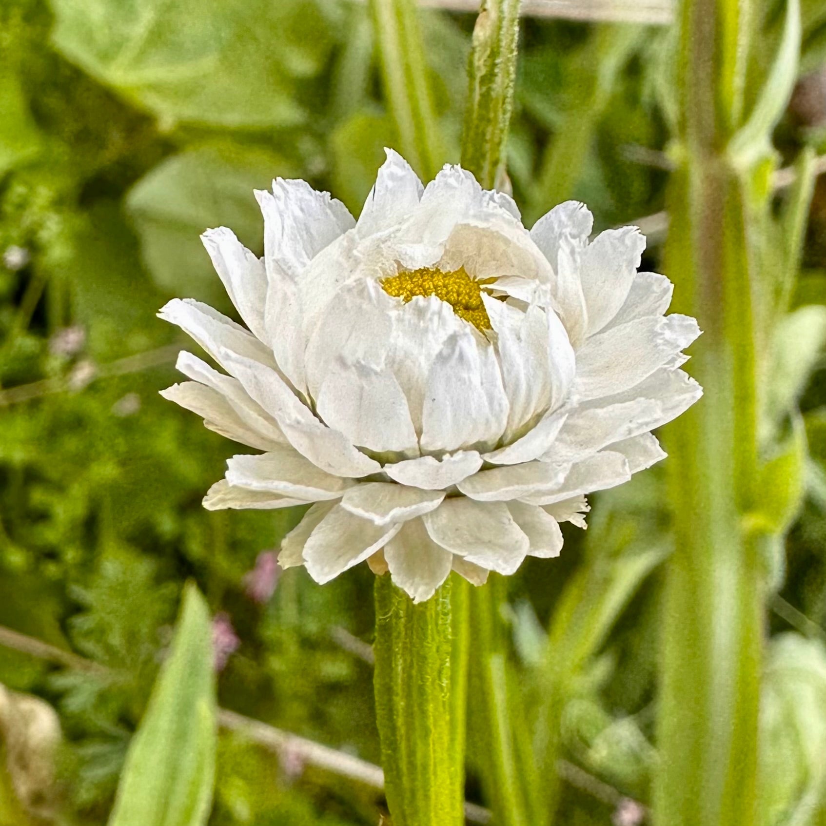 Winged Everlasting Daisy Seeds - Hollyhock Hill