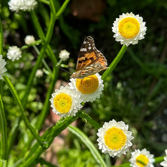 Winged Everlasting Daisy Seeds - Hollyhock Hill