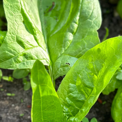 Winter Spinach 'Monstrueux de Viroflay' Seeds - Hollyhock Hill