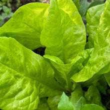 Load image into Gallery viewer, Winter Spinach &#39;Monstrueux de Viroflay&#39; Seeds - Hollyhock Hill
