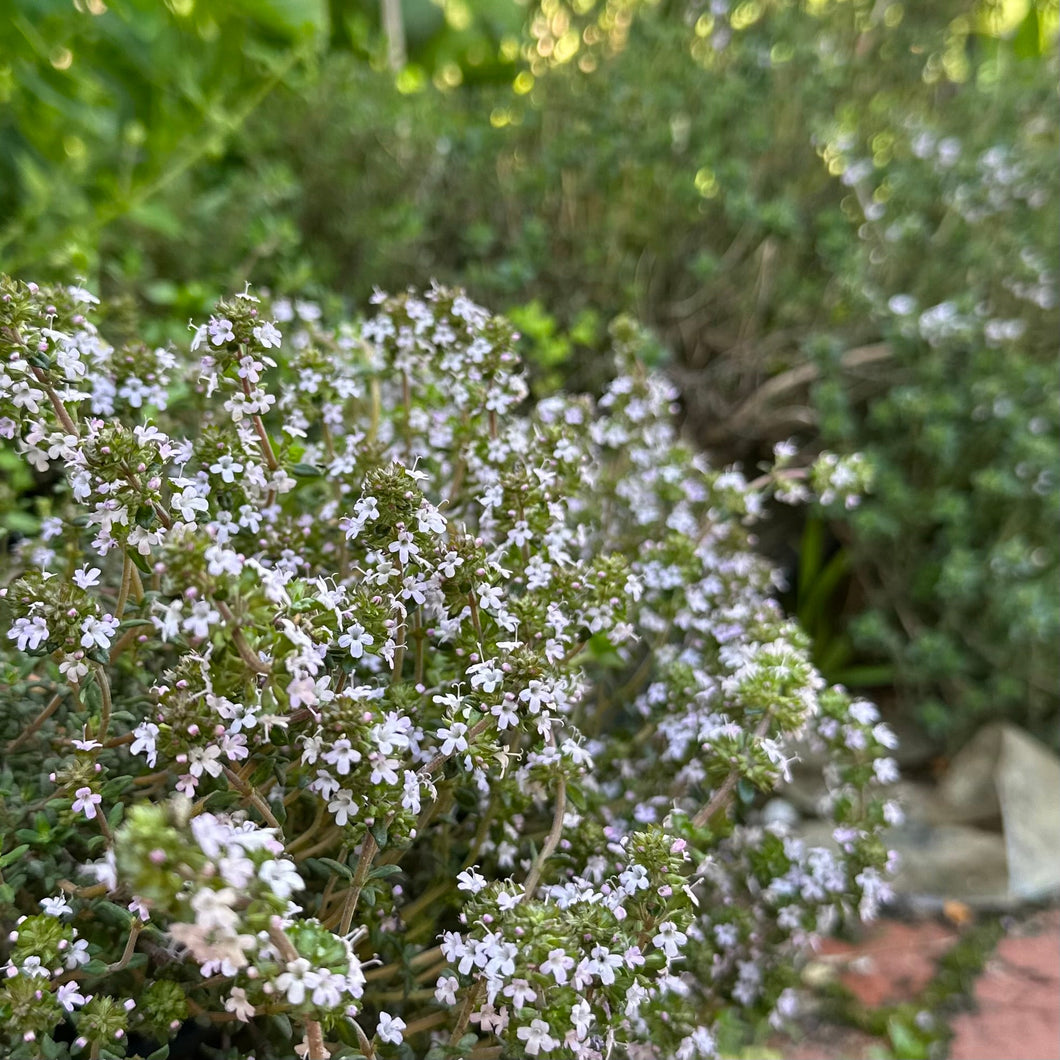 Winter Thyme Seeds - Hollyhock Hill