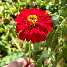 Load image into Gallery viewer, Zinnia &#39;Cherry Red Queen&#39; Seeds - Hollyhock Hill
