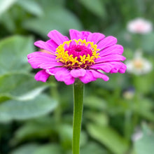 Load image into Gallery viewer, Zinnia &#39;Dream Rosy Lavender&#39; Seeds - Hollyhock Hill
