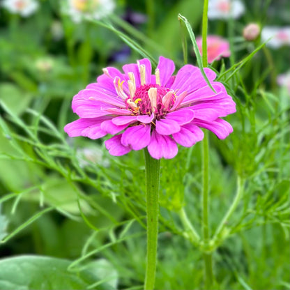 Zinnia 'Dream Rosy Lavender' Seeds - Hollyhock Hill