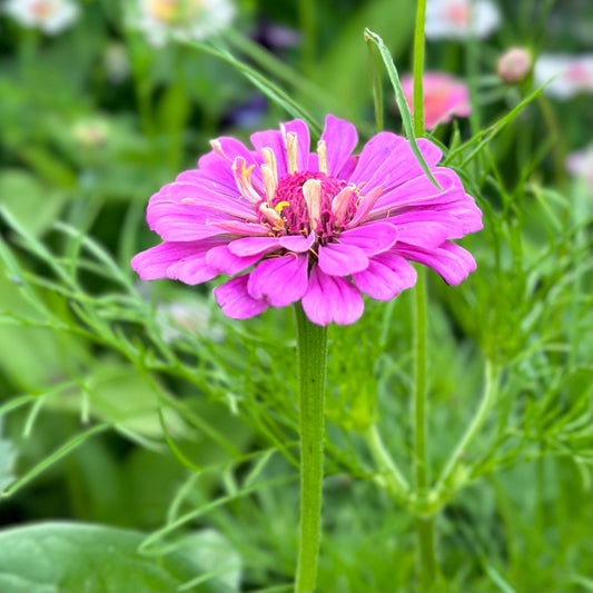 Zinnia 'Dream Rosy Lavender' Seeds - Hollyhock Hill