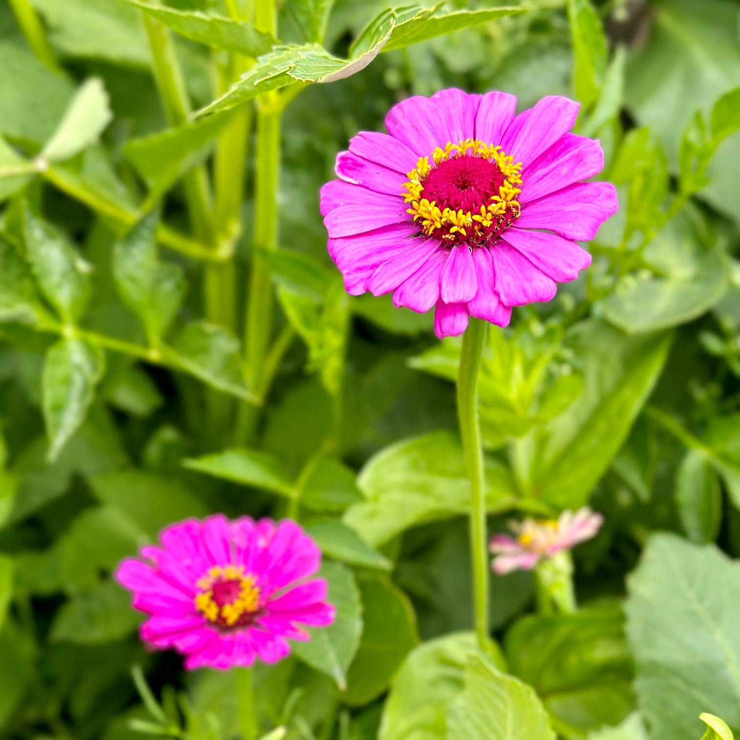 Zinnia 'Dream Rosy Lavender' Seeds - Hollyhock Hill