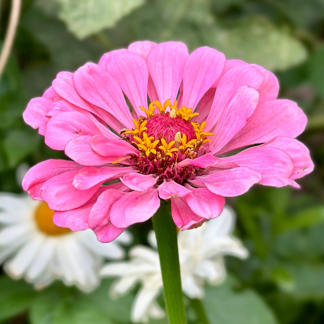 Zinnia 'Illumination Deep Rose' Seeds - Hollyhock Hill