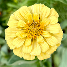 Load image into Gallery viewer, Zinnia &#39;Isabellina’ Seeds - Hollyhock Hill
