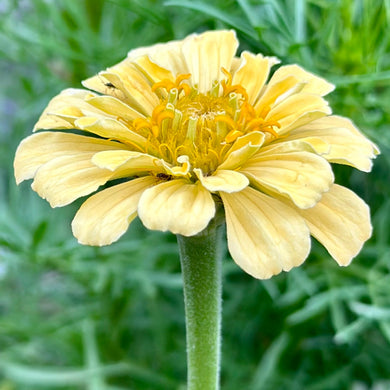 Zinnia 'Isabellina’ Seeds - Hollyhock Hill