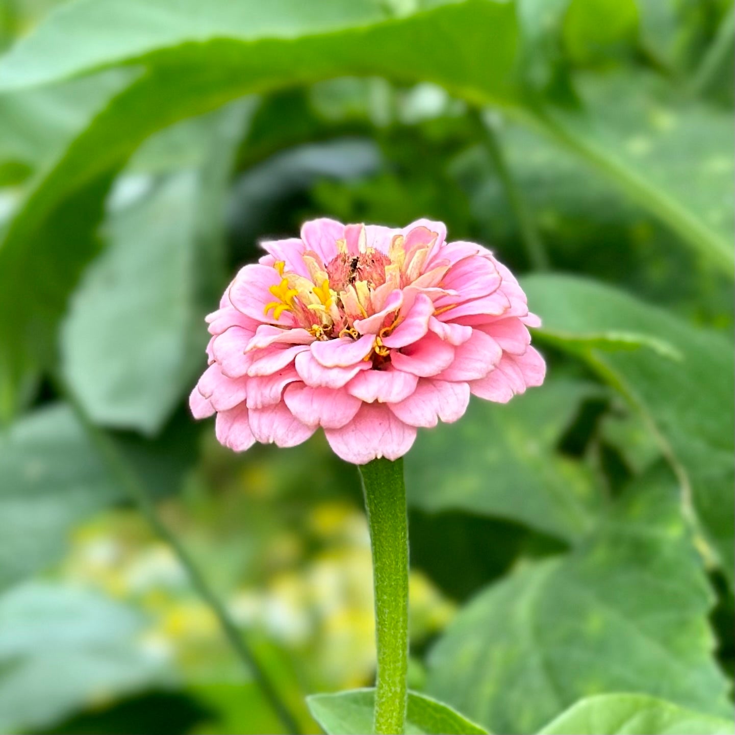 Zinnia 'Lilliput Rose' Seeds - Hollyhock Hill
