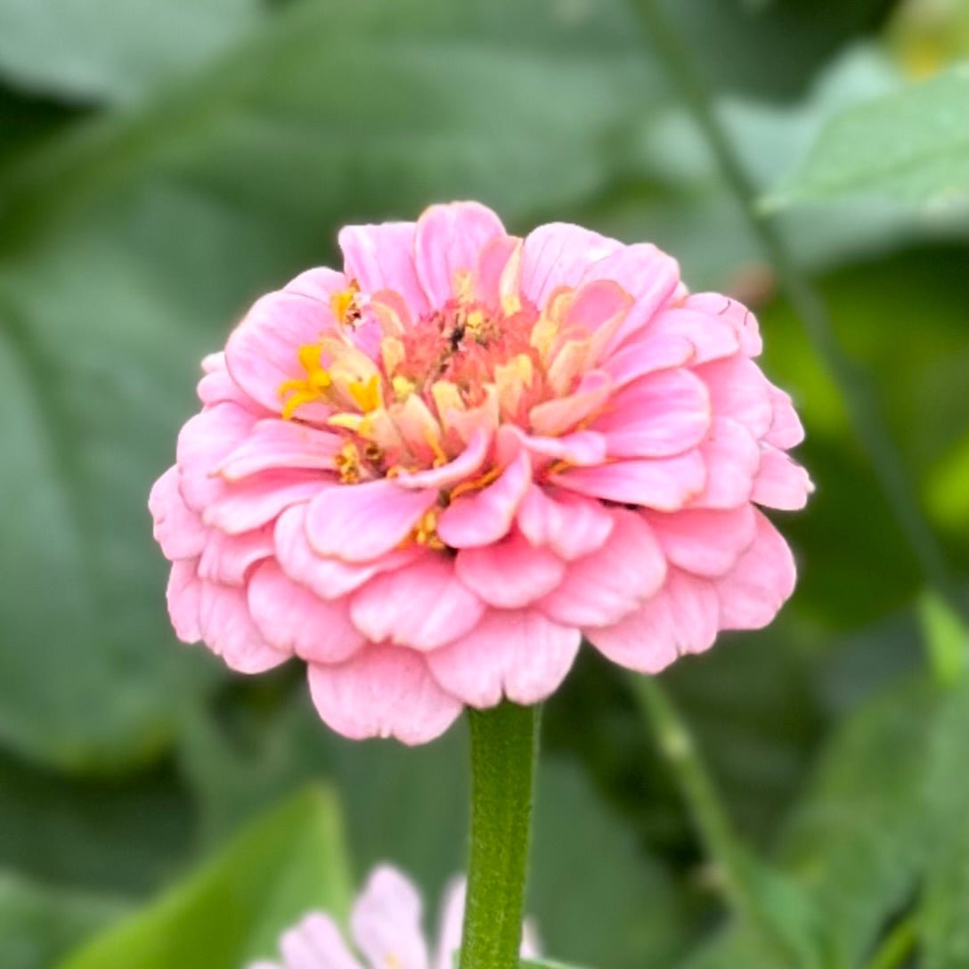 Zinnia 'Lilliput Rose' Seeds - Hollyhock Hill