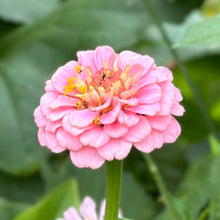 Load image into Gallery viewer, Zinnia &#39;Lilliput Rose&#39; Seeds - Hollyhock Hill
