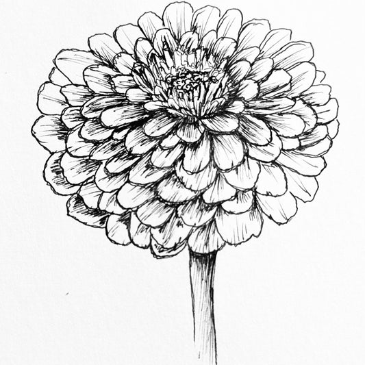 Zinnia 'Lilliput Rose' Seeds - Hollyhock Hill