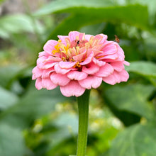 Load image into Gallery viewer, Zinnia &#39;Lilliput Rose&#39; Seeds - Hollyhock Hill
