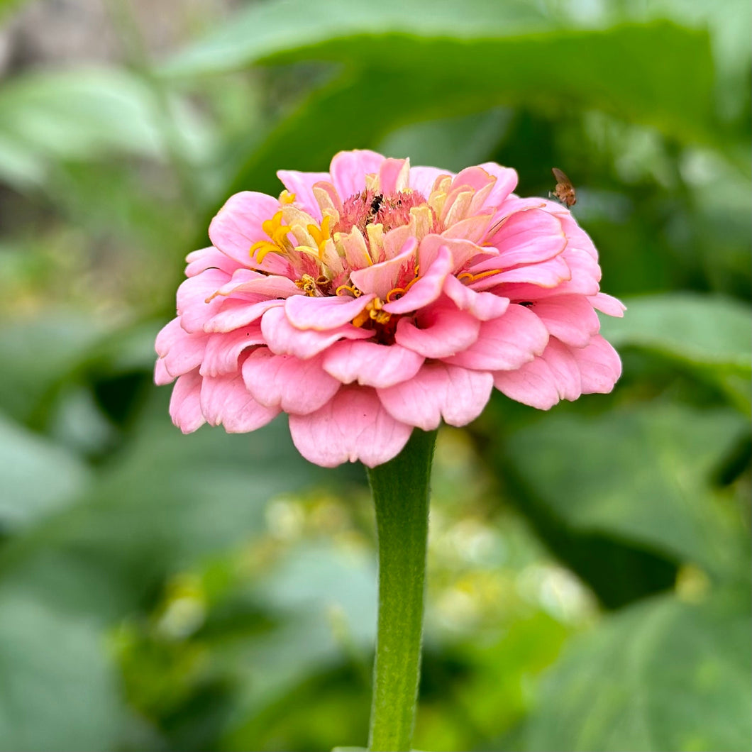 Zinnia 'Lilliput Rose' Seeds - Hollyhock Hill