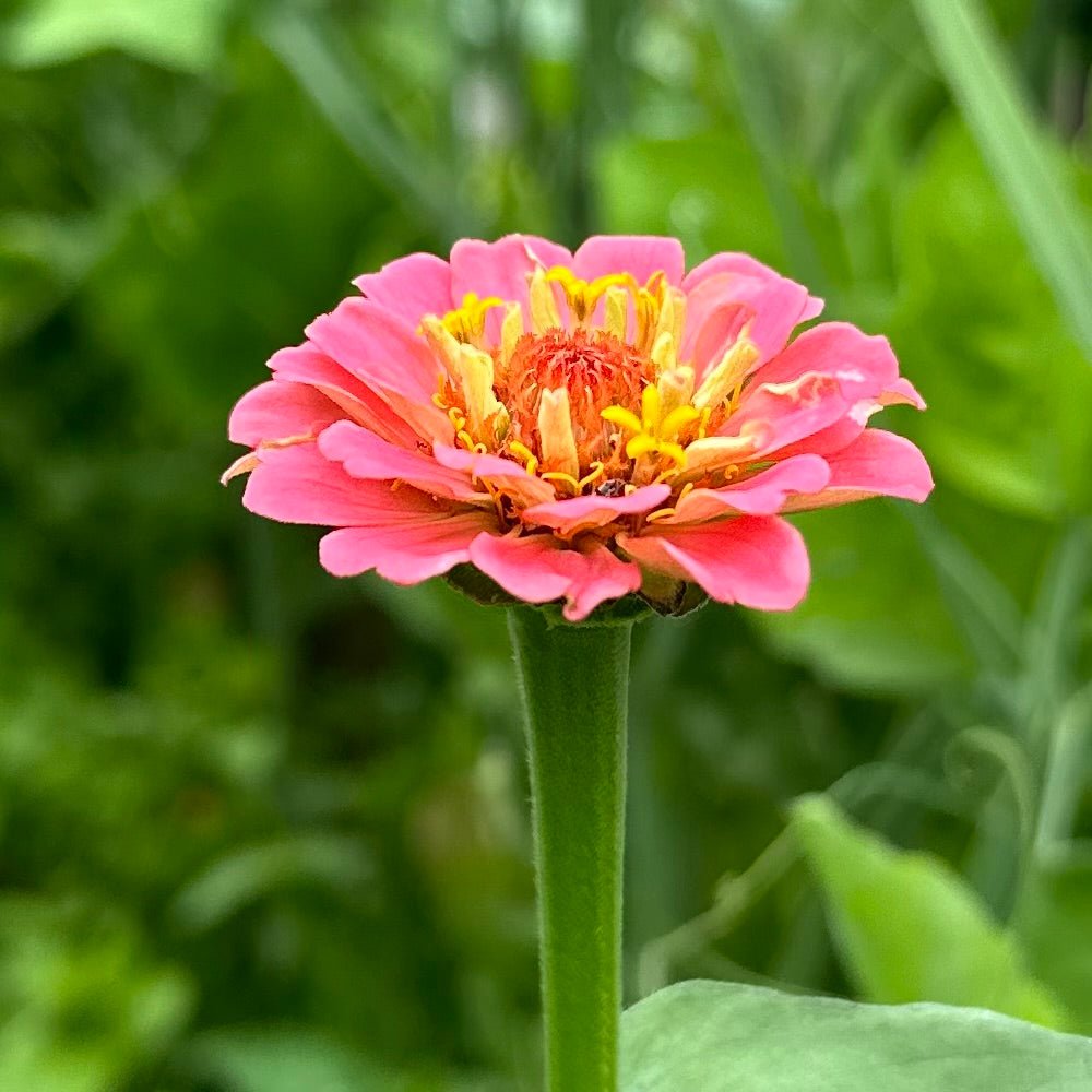 Zinnia 'Lilliput Salmon' Seeds - Hollyhock Hill