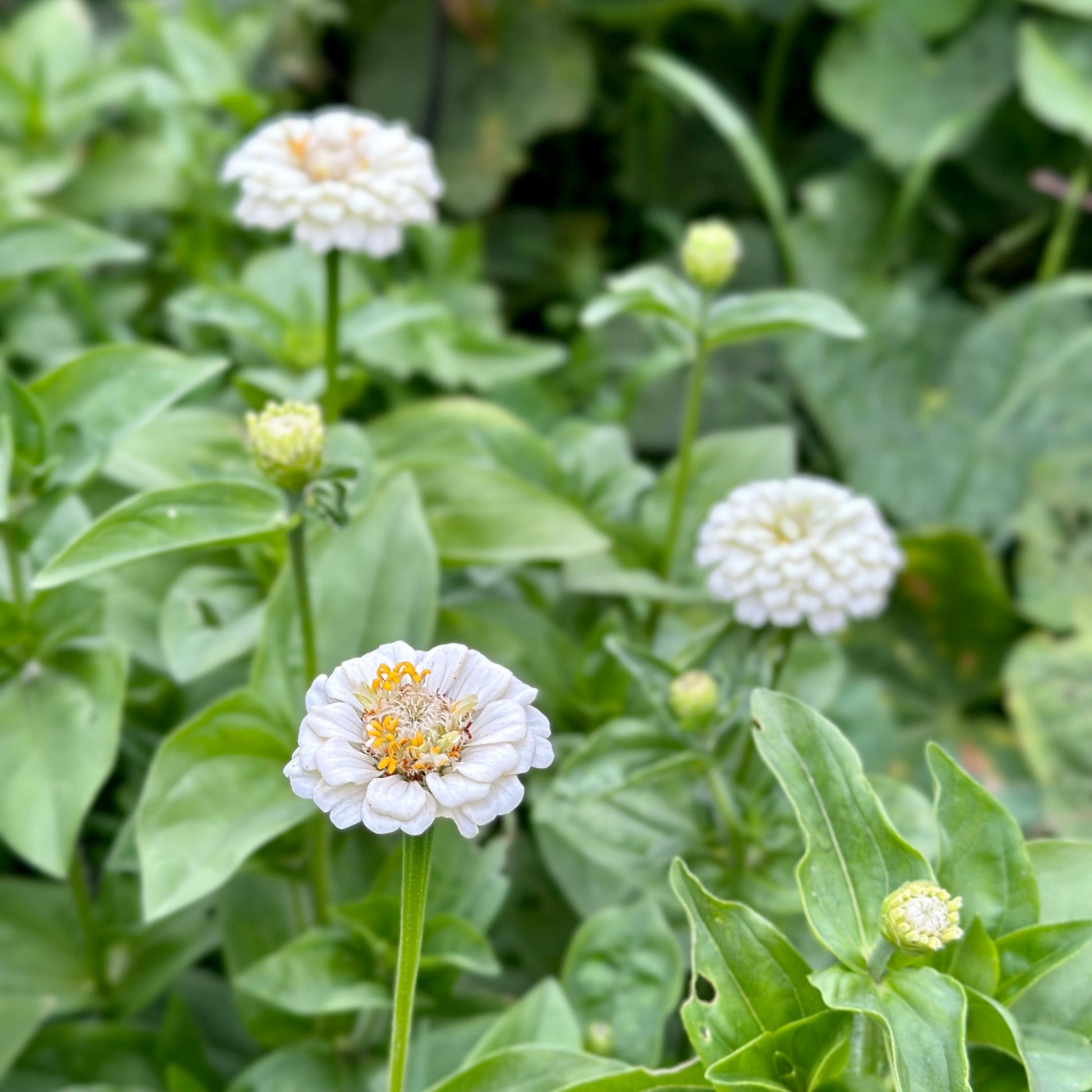 Zinnia 'Lilliput White' Seeds - Hollyhock Hill