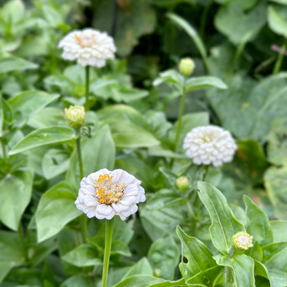 Zinnia 'Lilliput White' Seeds - Hollyhock Hill