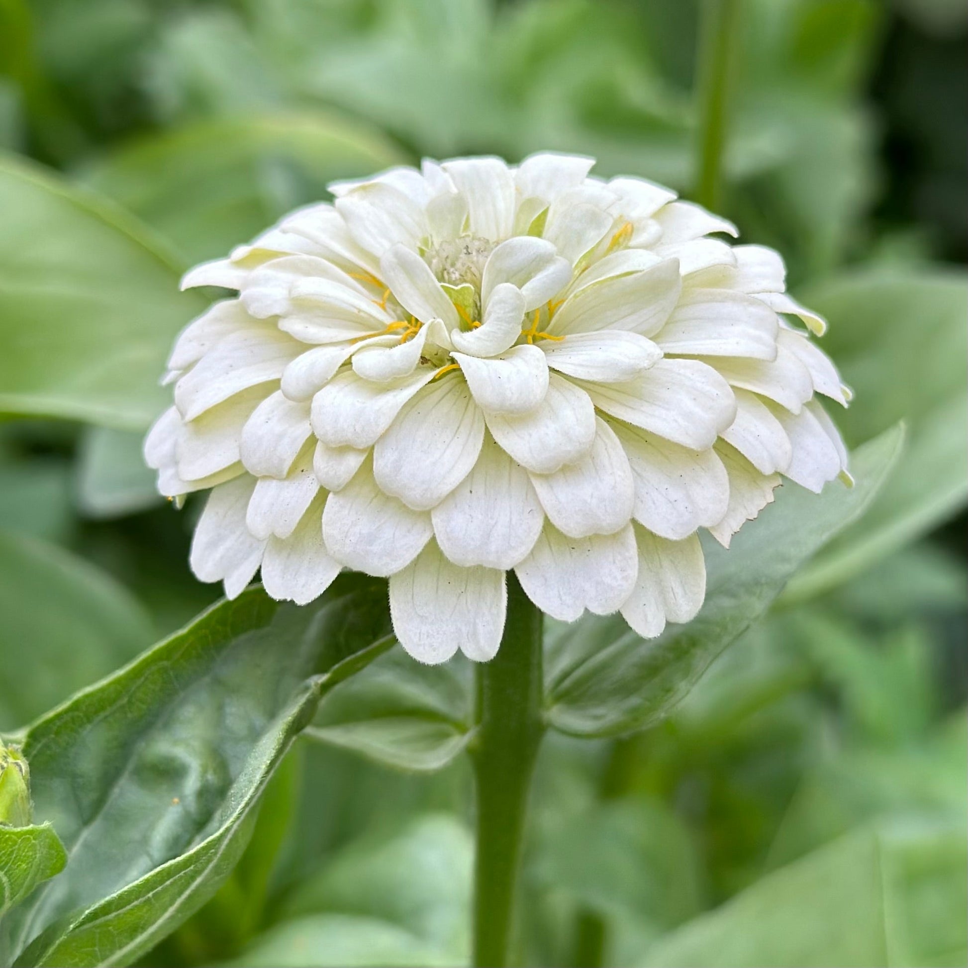 Zinnia 'Lilliput White' Seeds - Hollyhock Hill