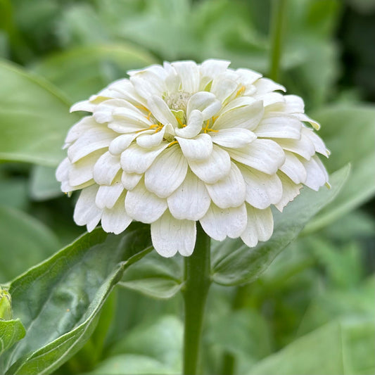 Zinnia 'Lilliput White' Seeds - Hollyhock Hill