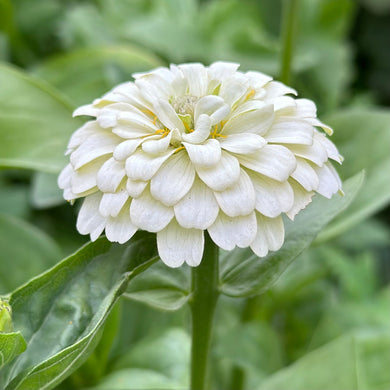 Zinnia 'Lilliput White' Seeds - Hollyhock Hill