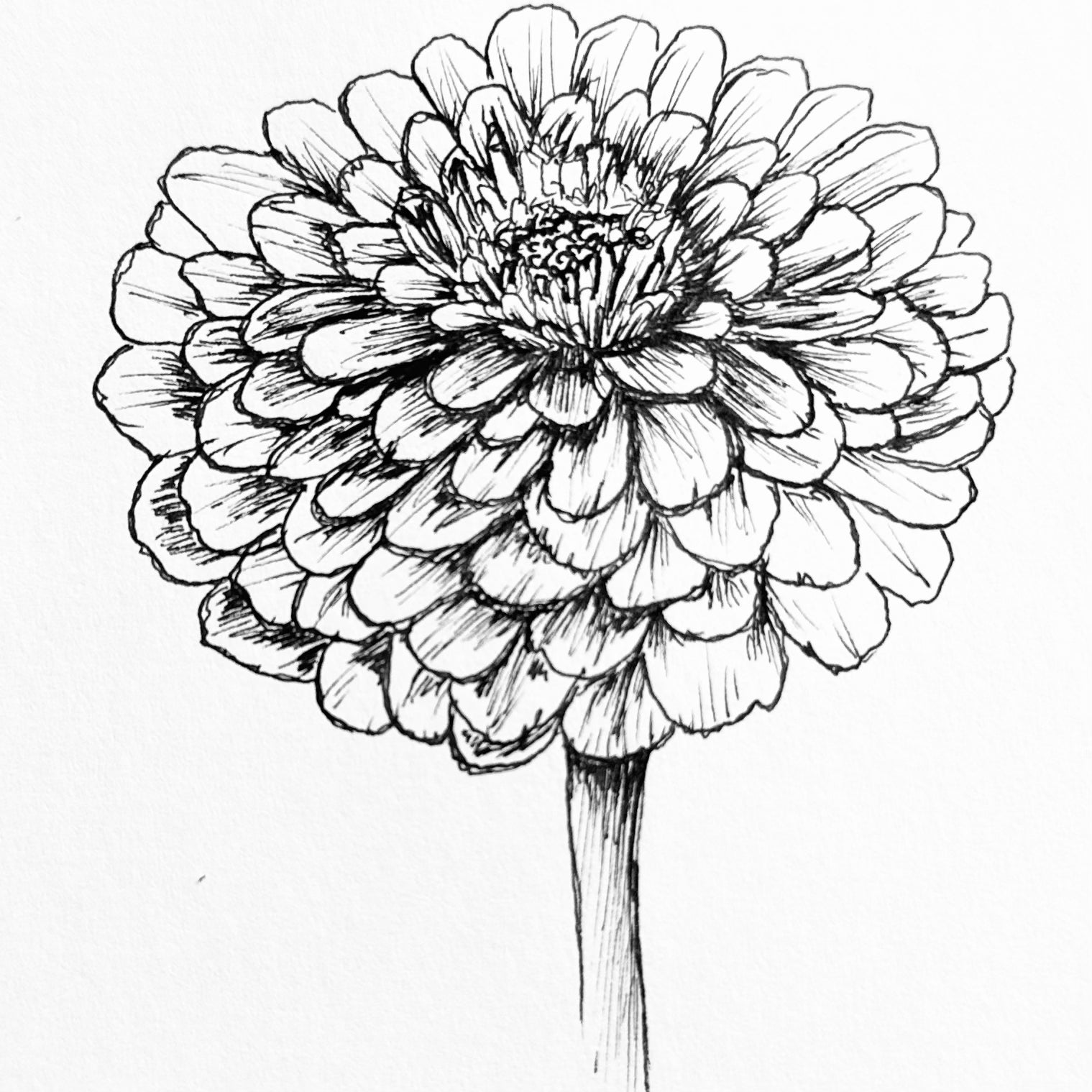 Zinnia Miniature Mix Seeds - Hollyhock Hill
