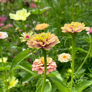 Zinnia Miniature Mix Seeds - Hollyhock Hill