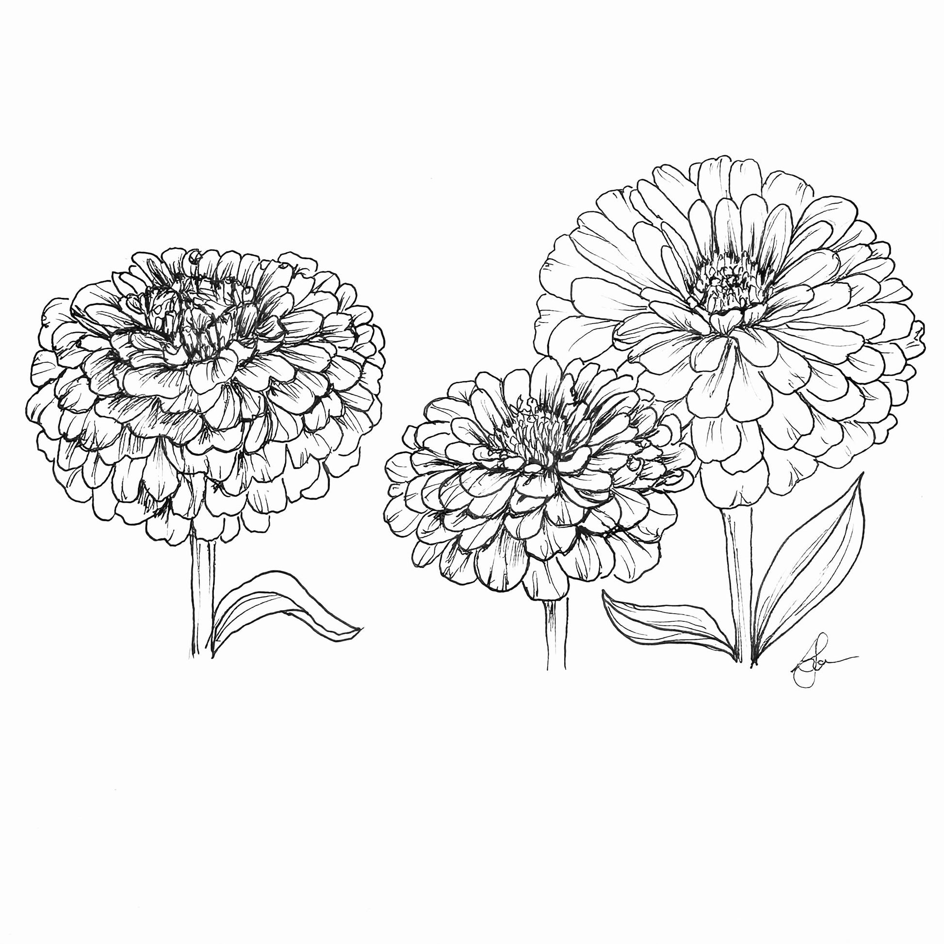 Zinnia 'Oklahoma Salmon' Seeds - Hollyhock Hill