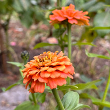 Load image into Gallery viewer, Zinnia &#39;Oklahoma Salmon&#39; Seeds - Hollyhock Hill
