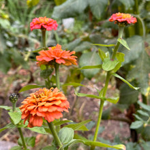 Load image into Gallery viewer, Zinnia &#39;Oklahoma Salmon&#39; Seeds - Hollyhock Hill
