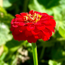 Load image into Gallery viewer, Zinnia &#39;Oklahoma Scarlet&#39; Seeds - Hollyhock Hill

