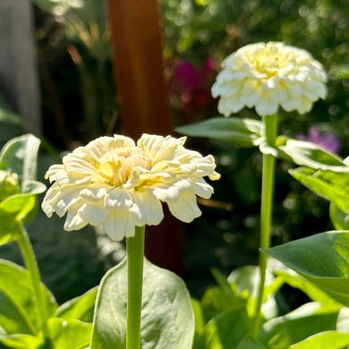 Zinnia 'Oklahoma White' Seeds - Hollyhock Hill