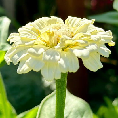 Zinnia 'Oklahoma White' Seeds - Hollyhock Hill