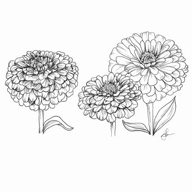 Zinnia 'Oklahoma White' Seeds - Hollyhock Hill