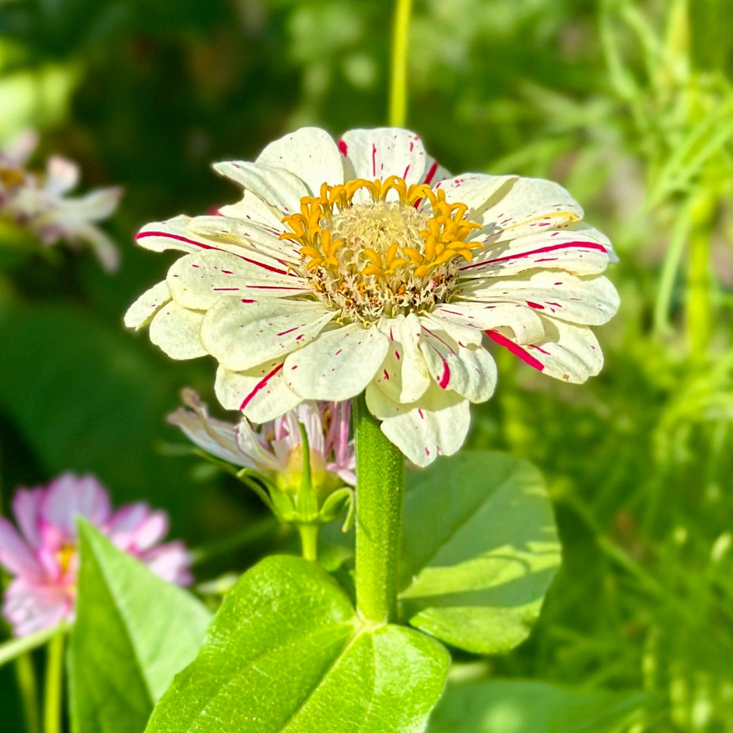 Zinnia 'Peppermint Stick’ Seeds - Hollyhock Hill