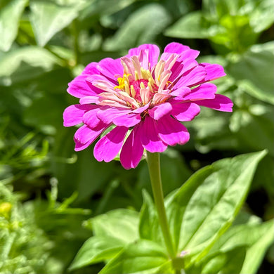 Zinnia 'Violet Queen' Seeds - Hollyhock Hill