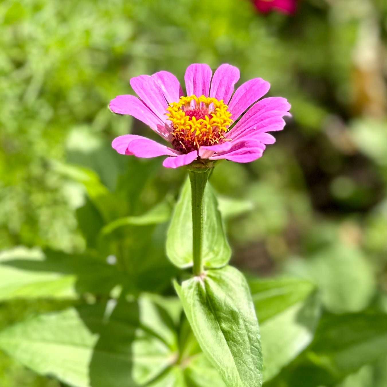 Zinnia 'Violet Queen' Seeds - Hollyhock Hill