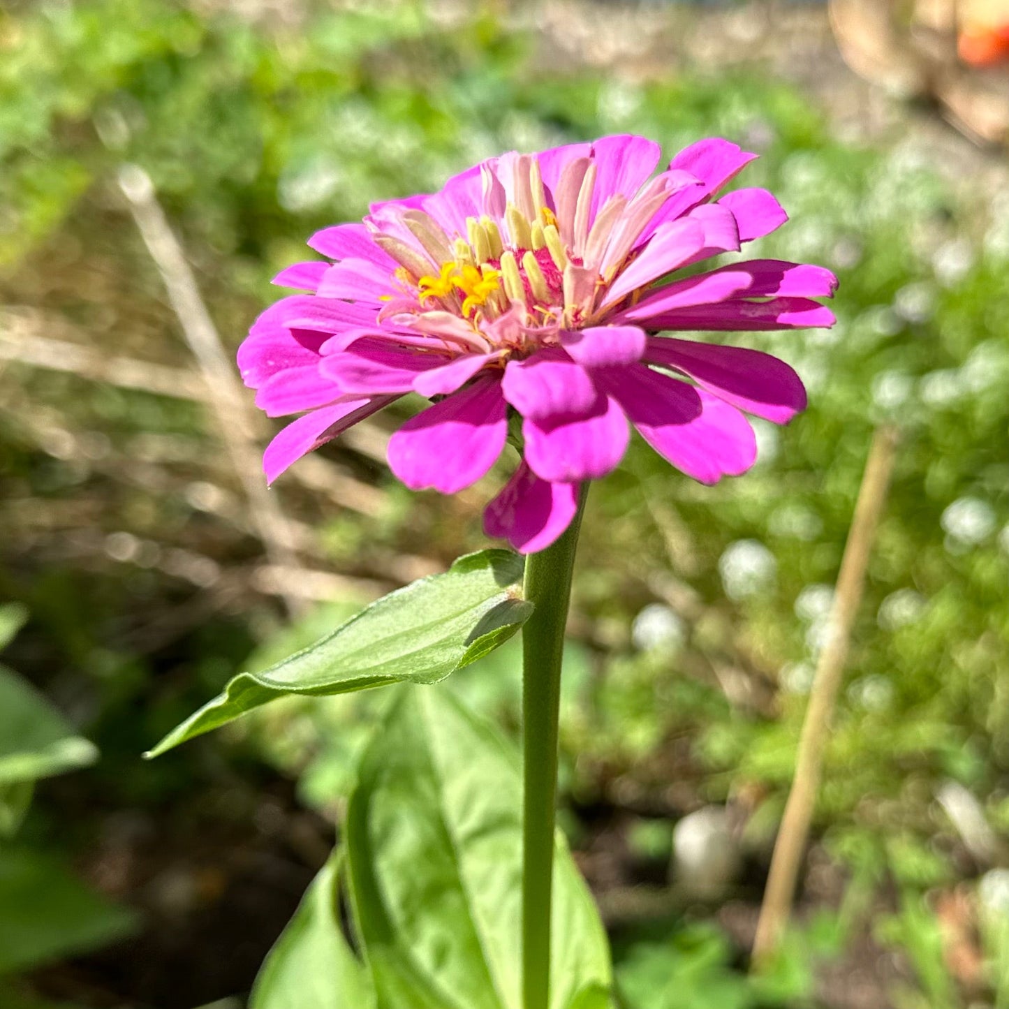 Zinnia 'Violet Queen' Seeds - Hollyhock Hill