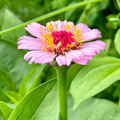 Zinnia 'Zinderella Lilac' Seeds - Hollyhock Hill