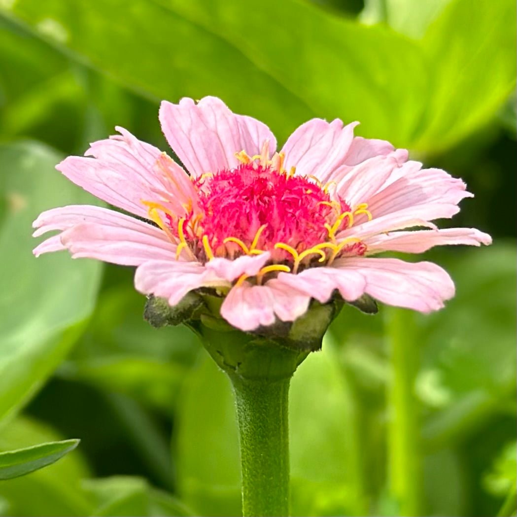 Zinnia 'Zinderella Lilac' Seeds - Hollyhock Hill