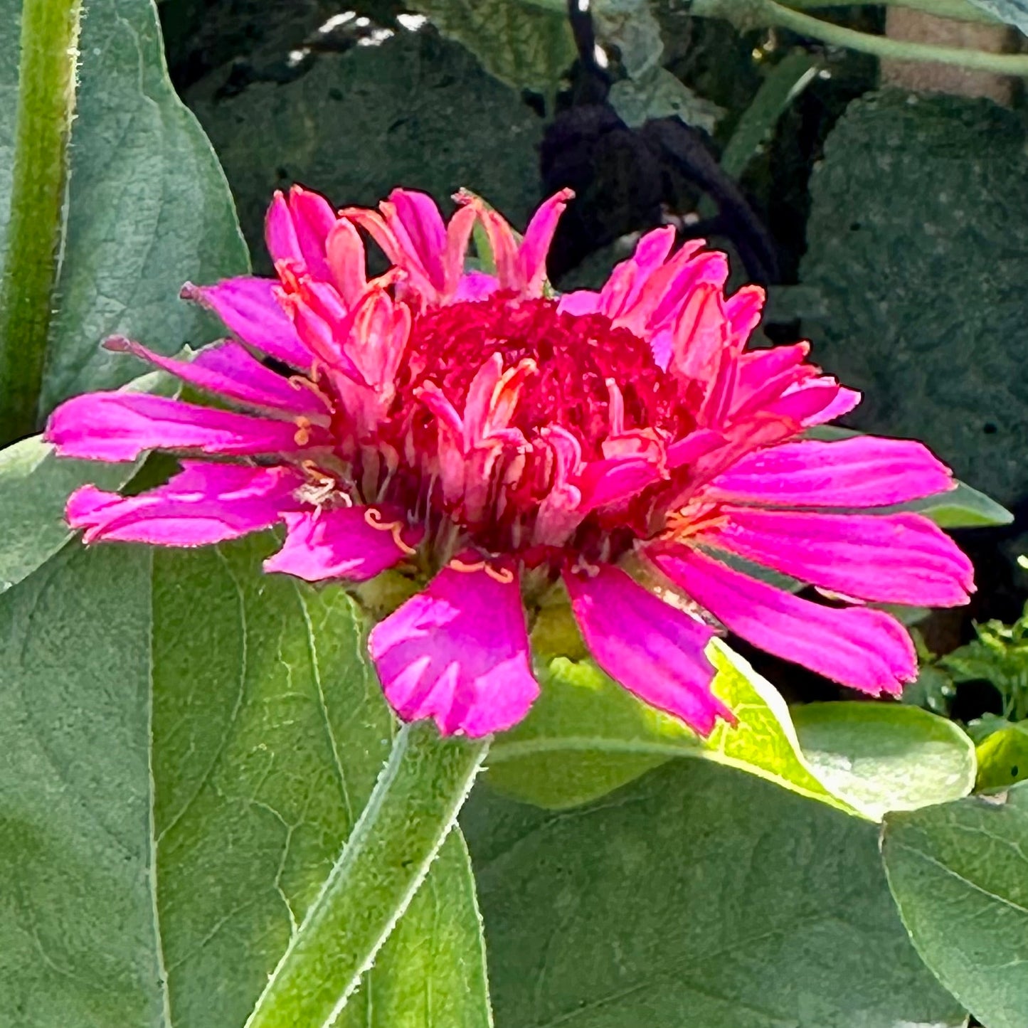 Zinnia 'Zinderella Purple’ Seeds - Hollyhock Hill