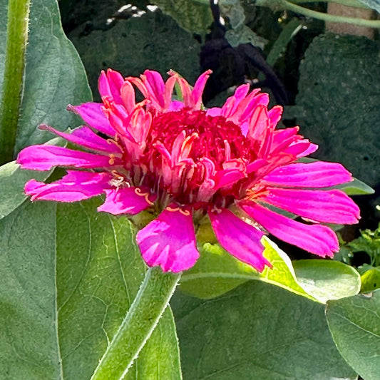 Zinnia 'Zinderella Purple’ Seeds - Hollyhock Hill