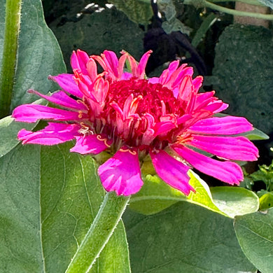 Zinnia 'Zinderella Purple’ Seeds - Hollyhock Hill