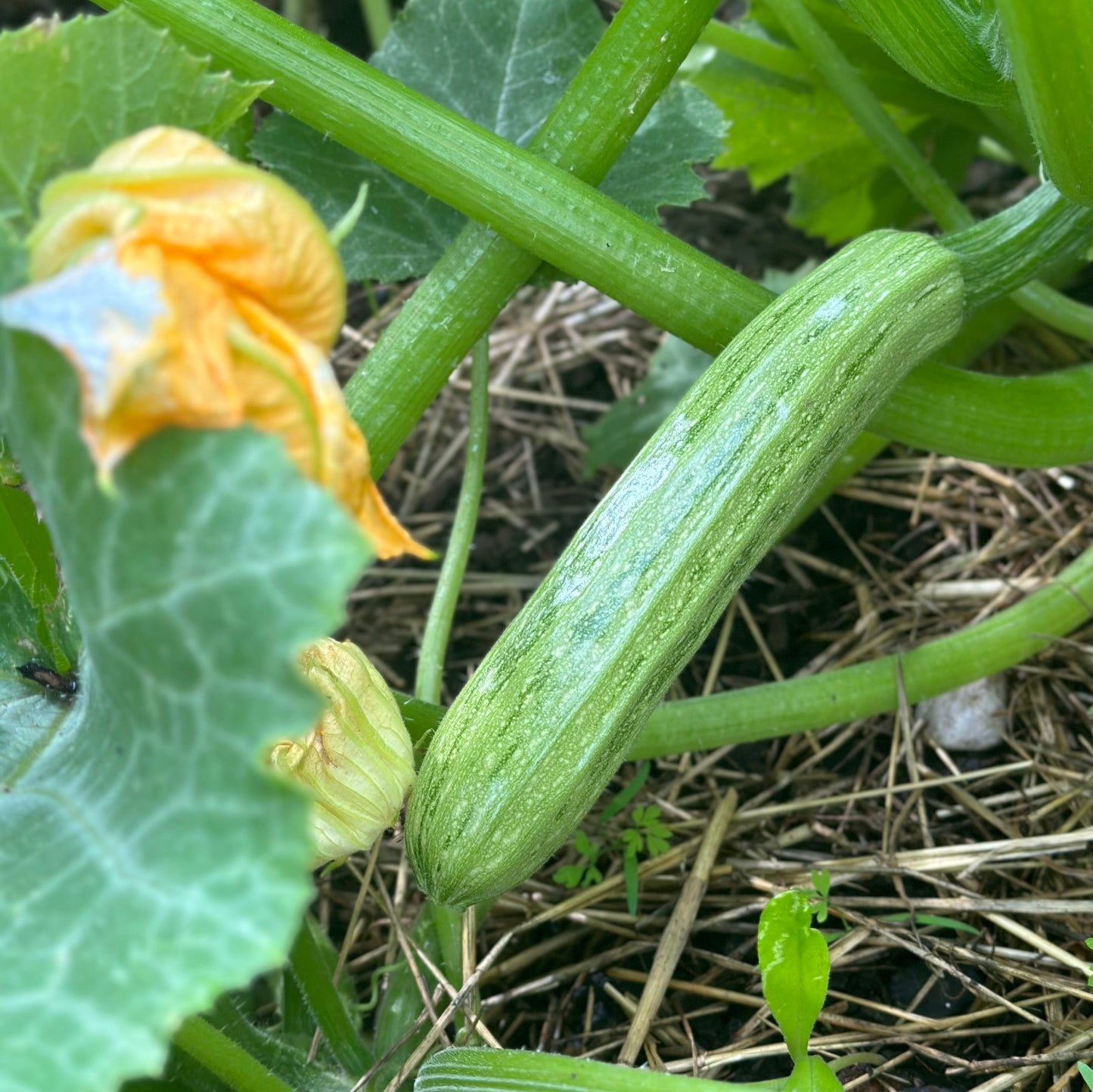 Zucchini 'Cocozelle’ Seeds - Hollyhock Hill