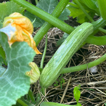 Zucchini 'Cocozelle’ Seeds - Hollyhock Hill