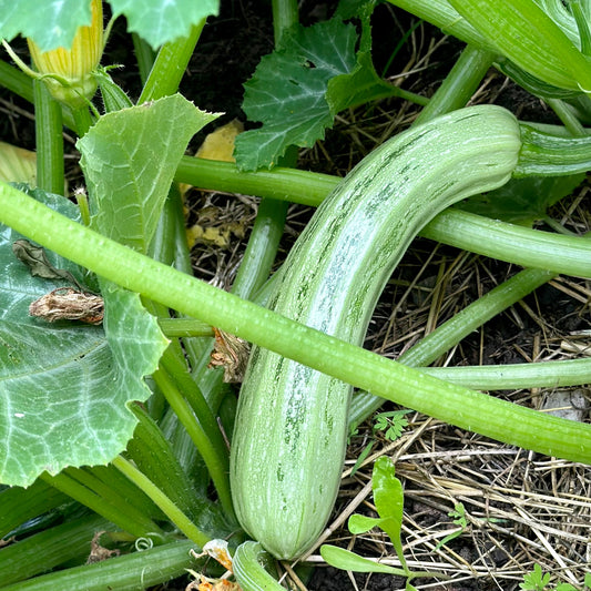Zucchini 'Cocozelle’ Seeds - Hollyhock Hill