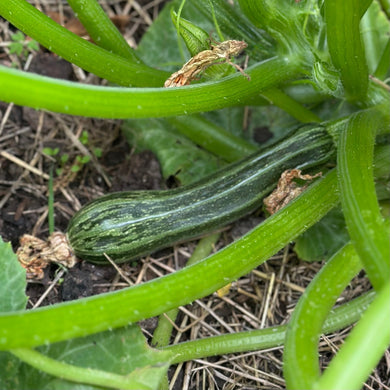 Zucchini 'Cocozelle’ Seeds - Hollyhock Hill