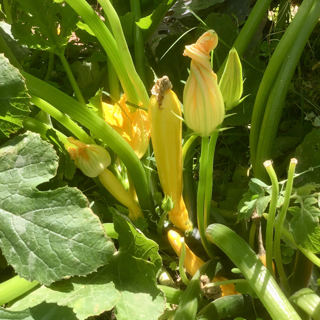 Zucchini 'Golden' Seeds - Hollyhock Hill